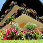 Anemoon In By Interhome